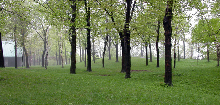 Foggy Trees in Park